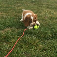 Welsh springer spaniel ELEGANCE ( NALA )