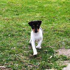 Dansk svensk gaardhund Kvik