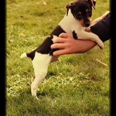 Dansk svensk gaardhund Kvik