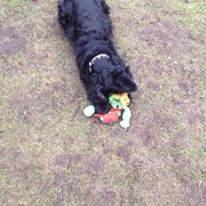 Cocker spaniel Frida