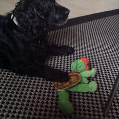 Cocker spaniel Frida