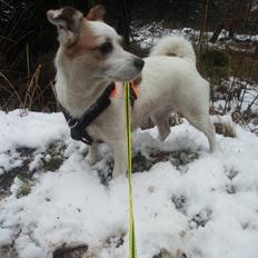 Blanding af racer Maugda