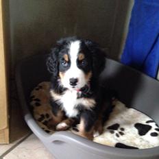 Berner sennenhund Ronja