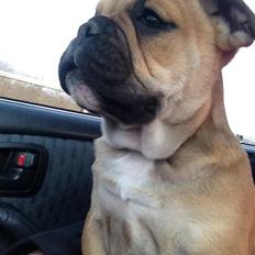 Olde english bulldogge Bulltok´s YOGI 