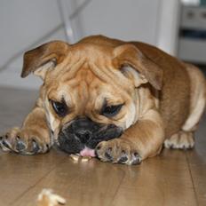 Olde english bulldogge Bulltok´s YOGI 