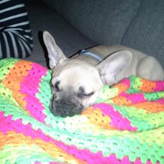 Fransk bulldog Bumle larsen