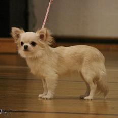 Chihuahua Mighty Heart Born To Be Somebody *Jazzy*