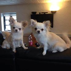 Chihuahua Mighty Heart Born To Be Somebody *Jazzy*