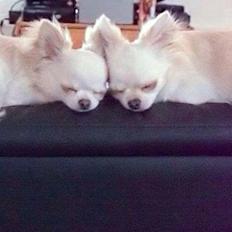 Chihuahua Mighty Heart Born To Be Somebody *Jazzy*