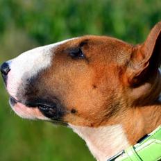 Bullterrier Benny Braveheart