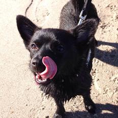Blanding af racer Pomeranian, Chihuahua Shellie