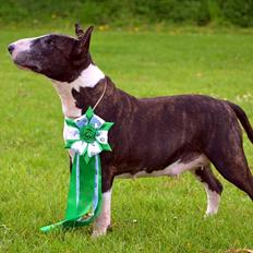 Bullterrier                     Jazzy