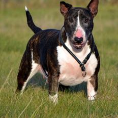 Bullterrier                     Jazzy
