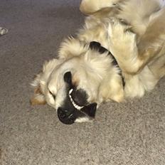 Golden retriever Vega