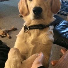 Golden retriever Vega