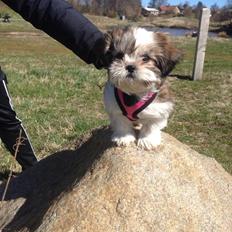 Shih tzu Alma