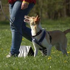 Podengo portugues medio Viola