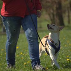Podengo portugues medio Viola