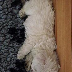 West highland white terrier Arnitslunds Royal Schaggy (Melvin)