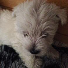 West highland white terrier Arnitslunds Royal Schaggy (Melvin)