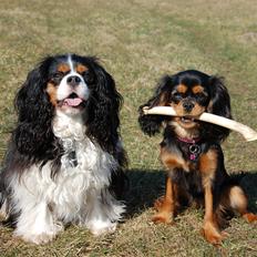 Cavalier king charles spaniel Teamsofies Lady Kenya
