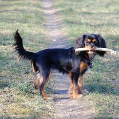 Cavalier king charles spaniel Teamsofies Lady Kenya