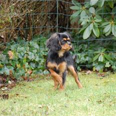 Cavalier king charles spaniel Teamsofies Lady Kenya