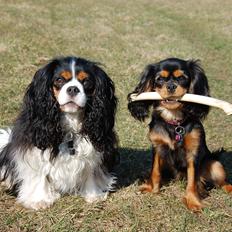 Cavalier king charles spaniel Bella Saphira Kokhus