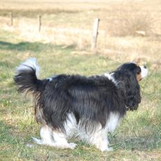 Cavalier king charles spaniel Bella Saphira Kokhus