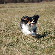 Cavalier king charles spaniel Bella Saphira Kokhus