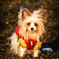 Blanding af racer Bella