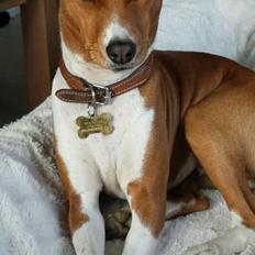 Basenji Molly