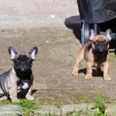 Fransk bulldog Minna 