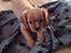 Cavalier king charles spaniel Fie