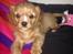 Cavalier king charles spaniel Fie