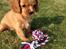 Cavalier king charles spaniel Fie