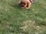 Cavalier king charles spaniel Fie
