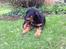 Rottweiler Jason