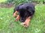 Rottweiler Jason