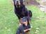 Rottweiler Jason