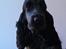 Cocker spaniel Sky - Sky 7½ mdr