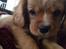 Cavalier king charles spaniel Fie