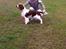 Welsh springer spaniel Kiwi "Big picture"