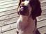 Welsh springer spaniel Kiwi "Big picture"