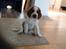 Welsh springer spaniel Kiwi "Big picture"
