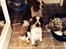 Welsh springer spaniel Kiwi "Big picture"