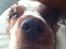 Welsh springer spaniel Kiwi "Big picture"