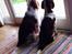 Welsh springer spaniel Kiwi "Big picture"