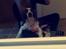 Welsh springer spaniel Kiwi "Big picture"