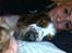 Welsh springer spaniel Kiwi "Big picture"